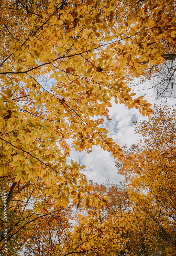 Looking up through canopy of yellow leaves on an autumn day. Looking up through canopy of yellow leaves on an autumn day.