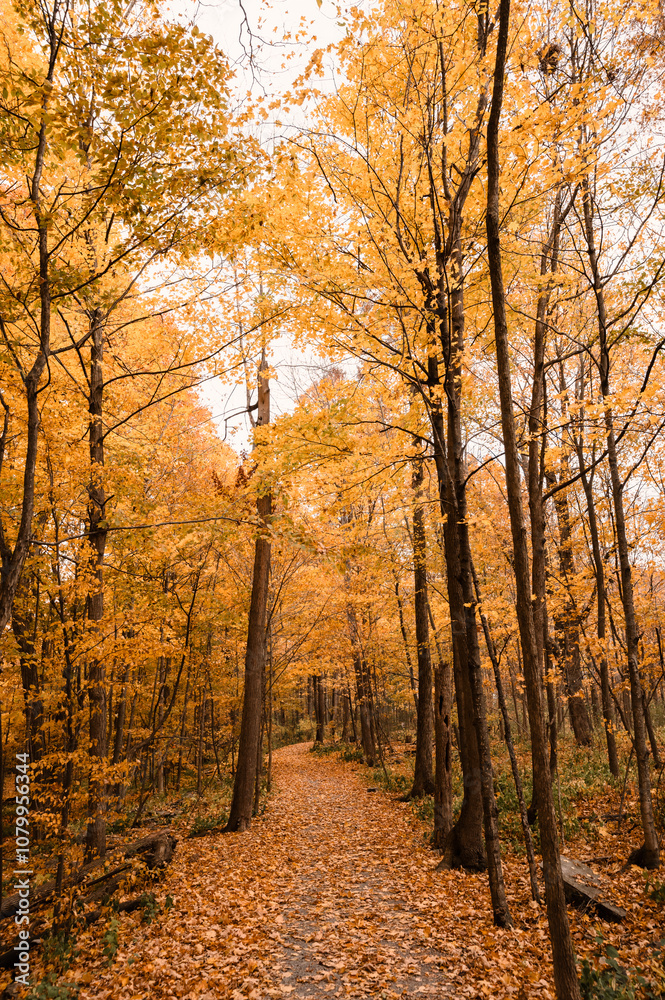 Fototapeta premium Beautiful golden leaves on a wooded trail on an autumn day.