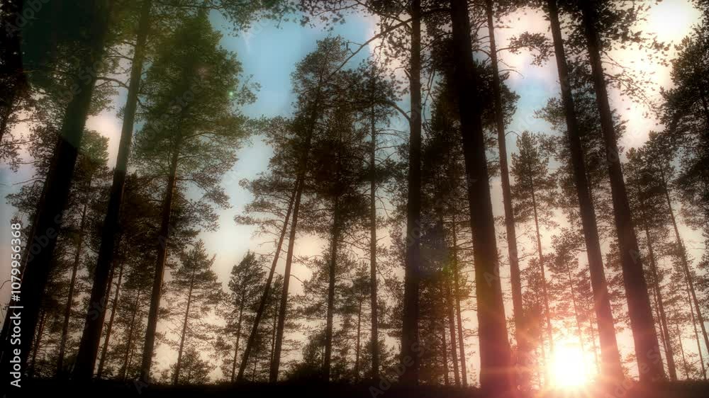 Sunset Glow Through Forest Pines Tilt Up Sunset Glow Through Forest Pines Tilt Up