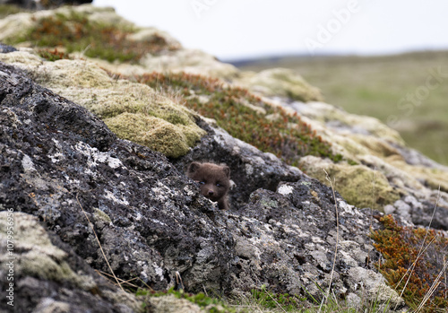 young puppy of Arctic fox in Iceland photo