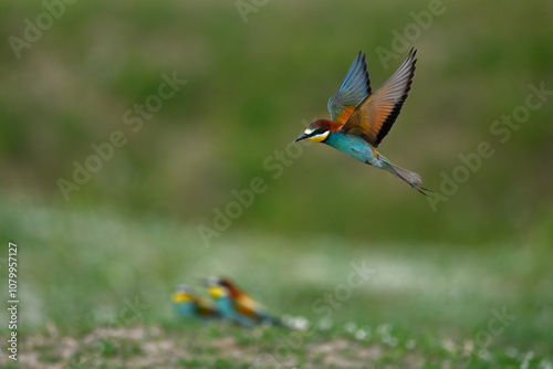 Bienenfresser // European bee-eater (Merops apiaster) photo