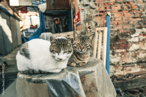 Cute Istanbul cats near fish market close to Galata bridge, Istanbul, Turkey