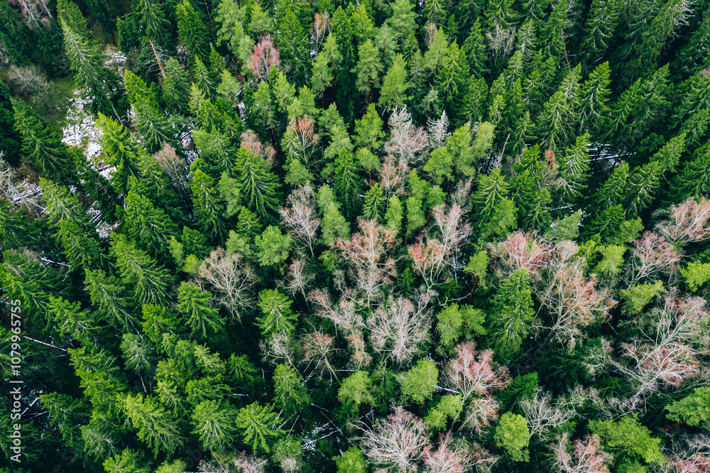 Aerial drone view of green autumn forest with first snow. Green fir spruce and birch forest from above. Aerial drone view of green autumn forest with first snow. Green fir spruce and birch forest from above.