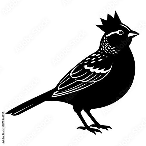 golden crowned sparrow bird on white