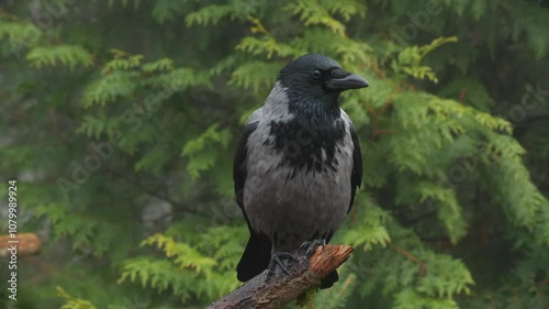 bird hooded crow perched on branch fly away Corvus cornix natural world norway