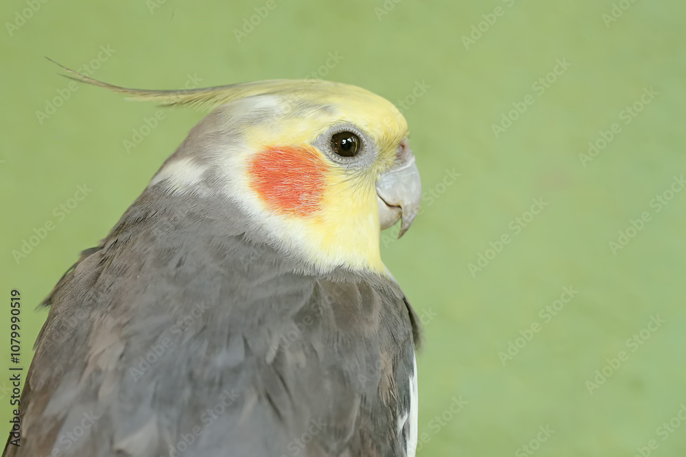 The face of an Australian parakeet that looks very dashing and dignified with a crest standing upright. This hook-billed bird has the scientific name Nymphicus hollandicus. The face of an Australian parakeet that looks very dashing and dignified with a crest standing upright. This hook-billed bird has the scientific name Nymphicus hollandicus.