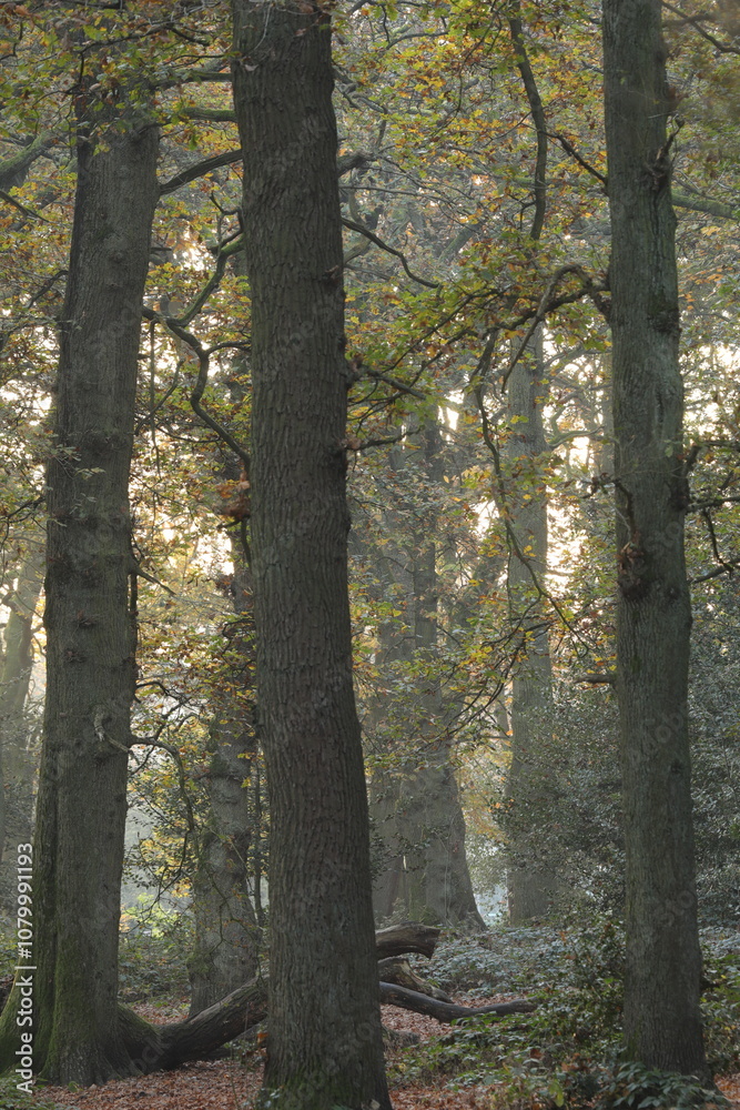 Morning glade in autumn Morning glade in autumn