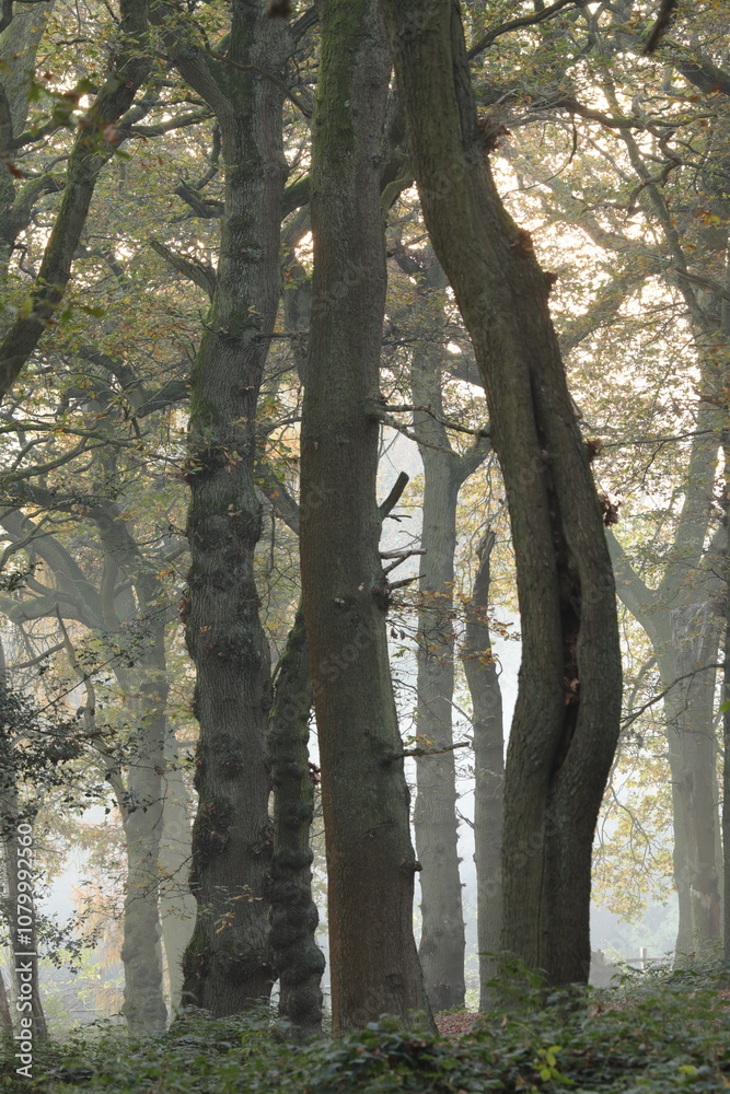 Fototapeta premium A trio of tall trees at first light