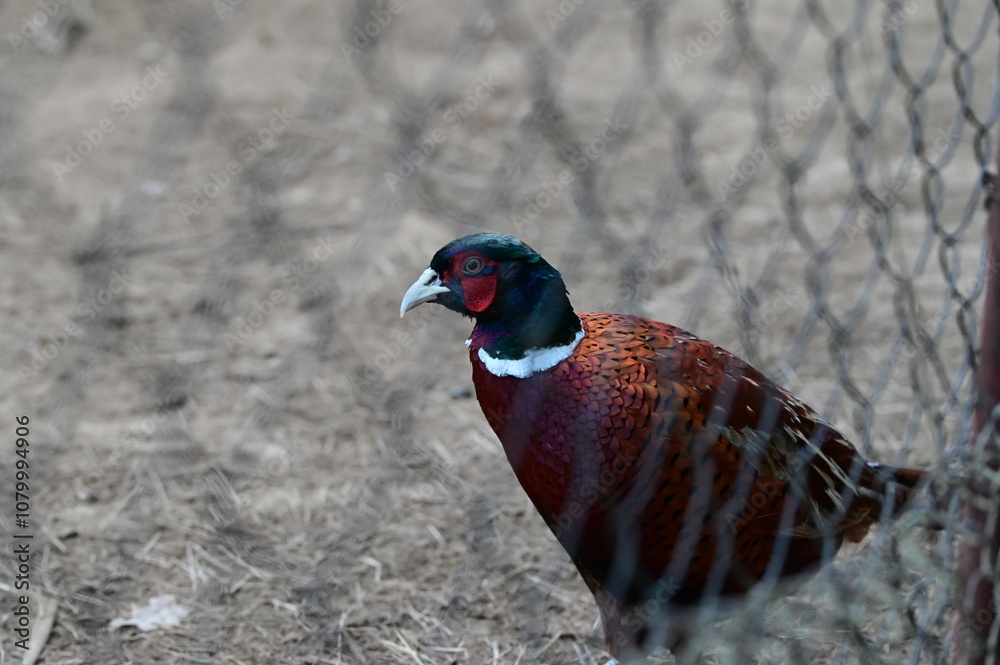 poultry, pheasant in the aviary on the farm poultry, pheasant in the aviary on the farm