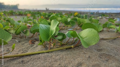 Ipomoea pes-caprae, also known as bayhops, beach morning glory, railroad vine or goat's foot. It grows on the upper parts of beaches and endures salted air. photo