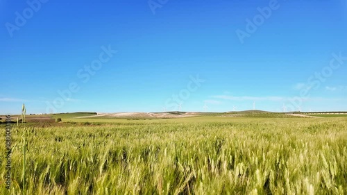 Wheat field swaying gently under the clear blue sky in the countryside on a sunny day.