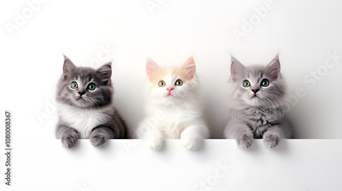 Three adorable kittens with varying fur colors sit side by side on a white surface, showcasing their curious expressions and playful nature.