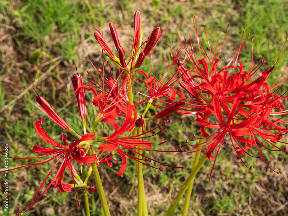 彼岸花と、そのつぼみ。
Higanbana (cluster amaryllis) and its buds. 彼岸花と、そのつぼみ。
Higanbana (cluster amaryllis) and its buds.