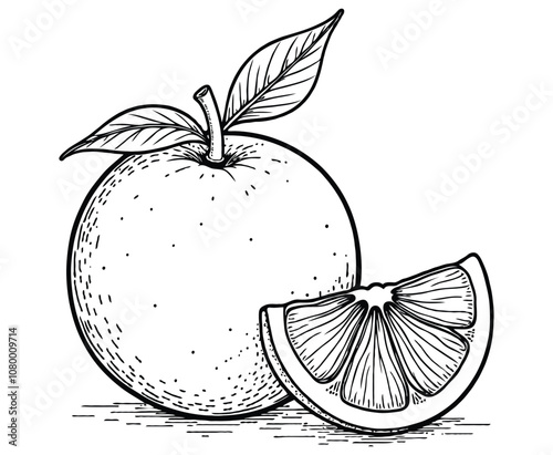 Orange Fruit illustration coloring page