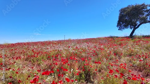 Vibrant wildflower field in full bloom showcasing red poppies under a clear blue sky during springtime