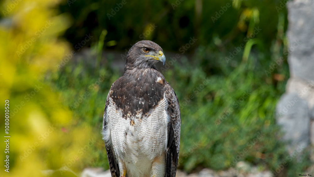 Gray eagle (Geranoaetus Melanoleucus) on green background