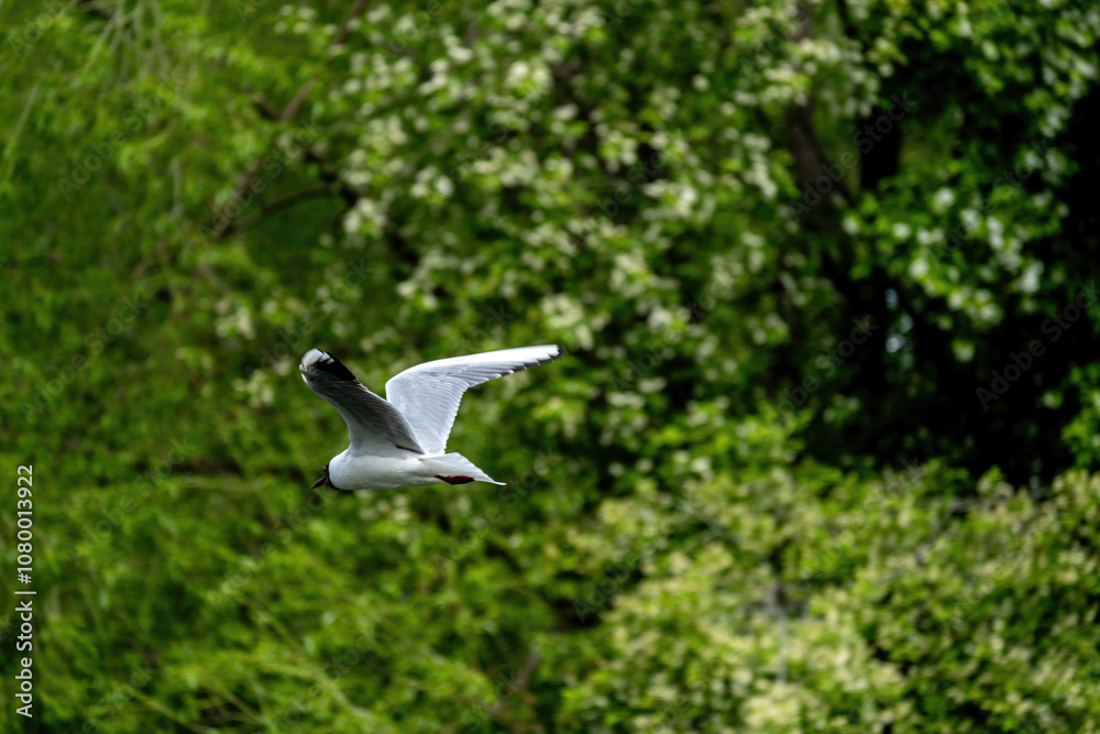 A seagull in flight against the background of a green forest. A seagull in flight against the background of a green forest.