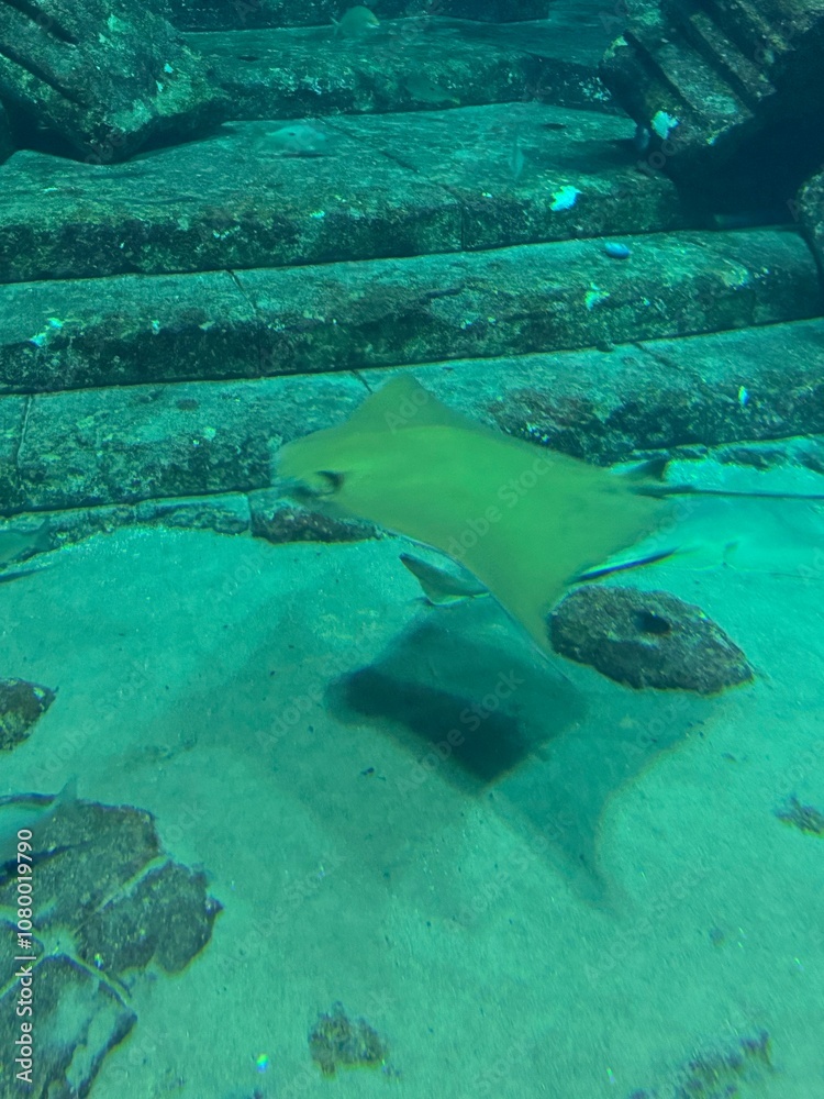 Fototapeta premium Fische