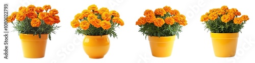 Beautiful Orange Marigold Flowers Tagetes Erecta Growing In Bright Yellow Pot Isolated on Transparent Background