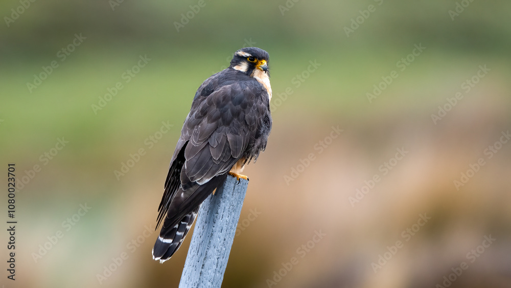 Grey Falcon (Falco femoralis) perched on a pole at the Equator