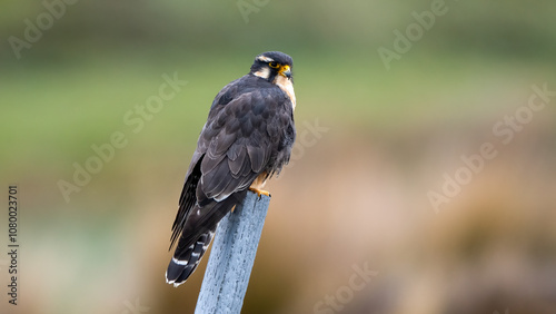 Obraz na płótnie Grey Falcon (Falco femoralis) perched on a pole at the Equator w salonie