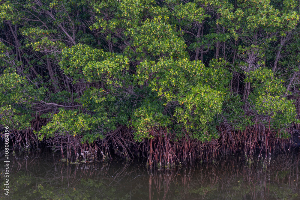 Red mangroves, near Fort Pierce, Florida Red mangroves, near Fort Pierce, Florida