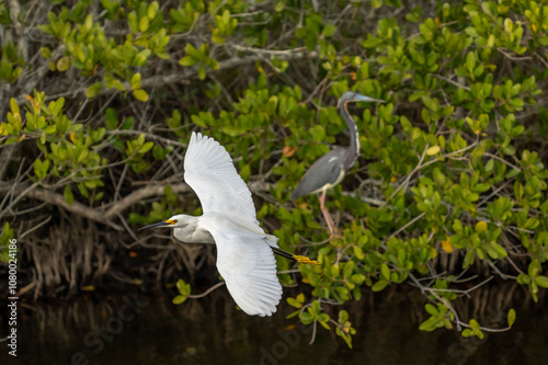 Snowy Egret, Great Blue Heron, Merritt Island, Florida photo