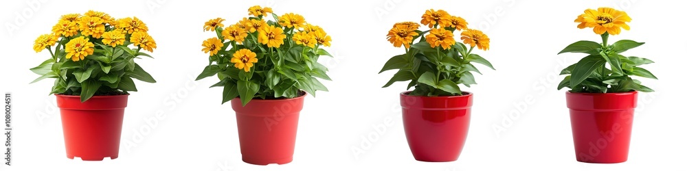 Beautiful Yellow Zinnias With Fresh Green Foliage In Modern Red Container Isolated on Transparent Background Beautiful Yellow Zinnias With Fresh Green Foliage In Modern Red Container Isolated on Transparent Background