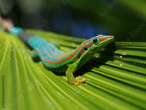 Blue-tailed Ornate Day Gecko - protected endemic species of Mauritius in its natural habitat - Lacépède's gecko
