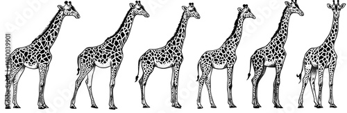 Modern silhouette pack with giraffe zoo and africa, isolated white background