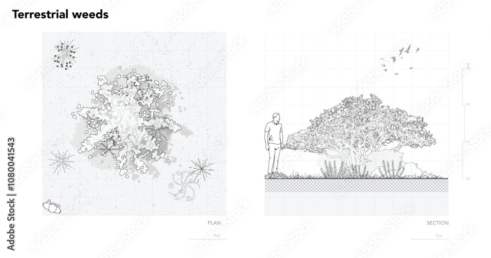 Architectural Drawings, Minimal style cad tree line drawing, Side view, set of section wetland forest outline for landscape design drawing. Vector illustration in seperate element