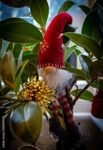 Father Christmas gonk with white beard, tall red pointed hat and stripey stockings. Sitting in a fig tree. Festive. photo