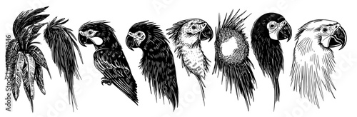 An isolated white background with pirate parrot silhouettes, a large pack of classic silhouette designs.