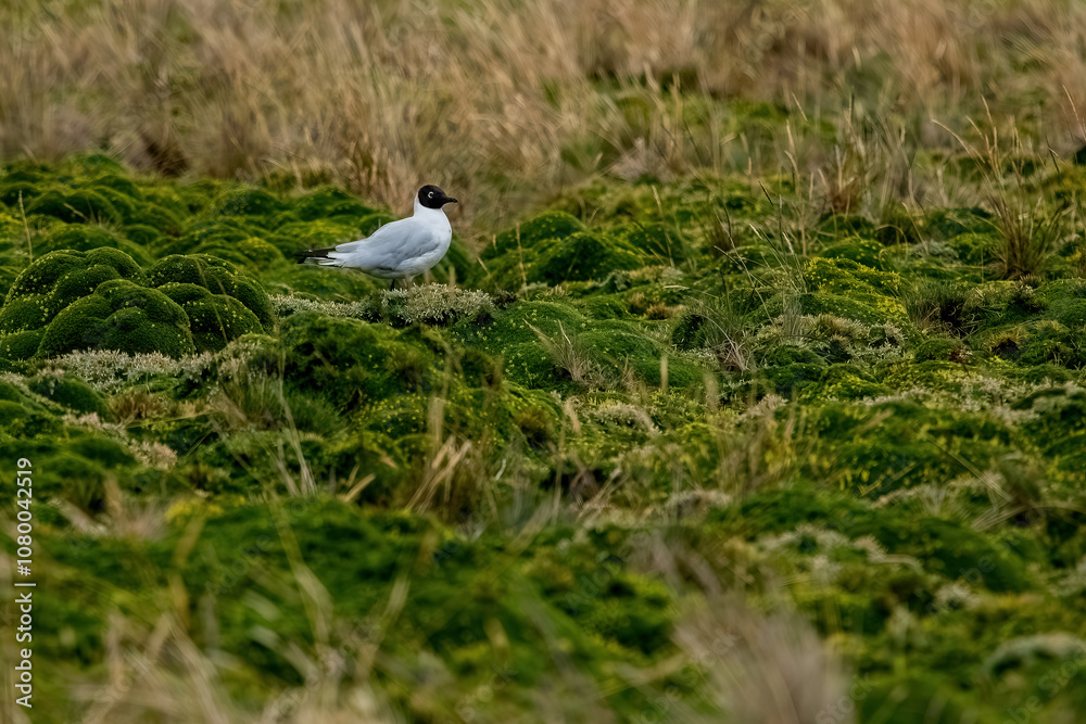 Black headed gull flying freely resting in grassy areas at the equator