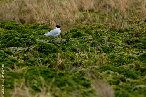 Obraz na płótnie Black headed gull flying freely resting in grassy areas at the equator w salonie