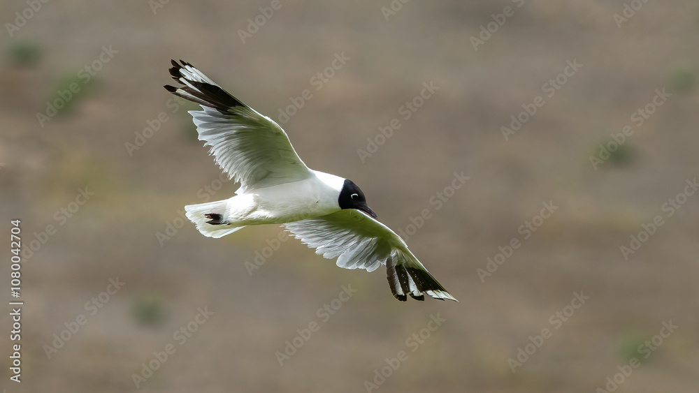 Black headed gull flying freely at the equator