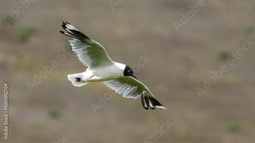 Obraz na płótnie Black headed gull flying freely at the equator w salonie