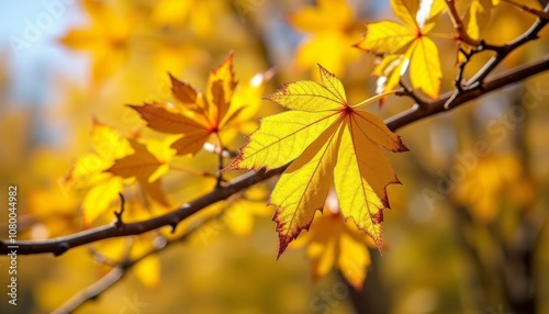  Autumns vibrant palette in full bloom