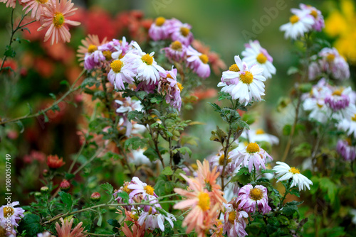 Colorful autumn plants on nature background