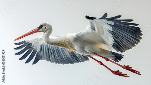 white stork ciconia