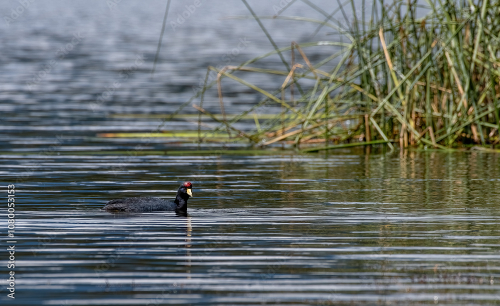 ANDEAN CHICKEN (Fulica ardesiaca) is a beautiful specimen that swims in water. Ecuador.