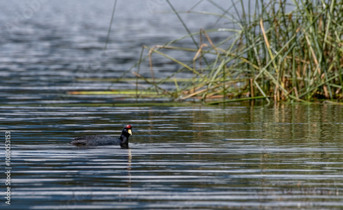 Obraz na płótnie ANDEAN CHICKEN (Fulica ardesiaca) is a beautiful specimen that swims in water. Ecuador. w salonie