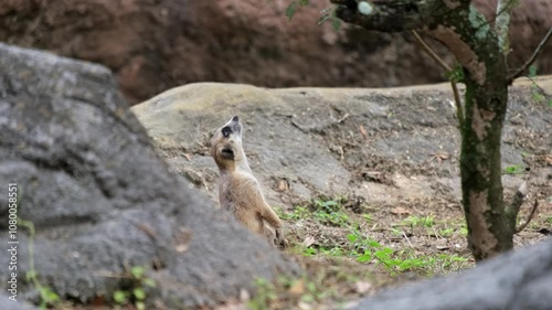 A Mercat starring directly upwards in-between some rocks and with a tree nearby. photo