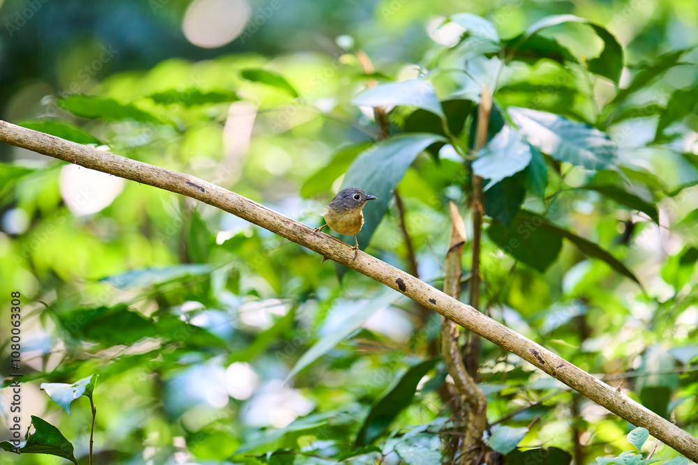 Wild birds living in the forest outdoors
