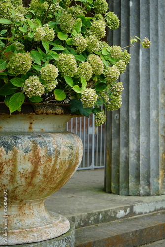 Large hydrangea bushes in pots under the arch