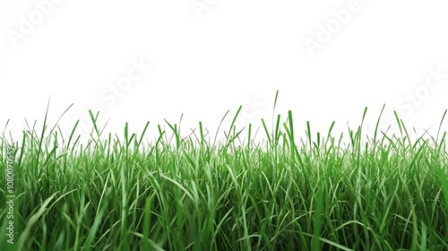 Green grass isolated on white background