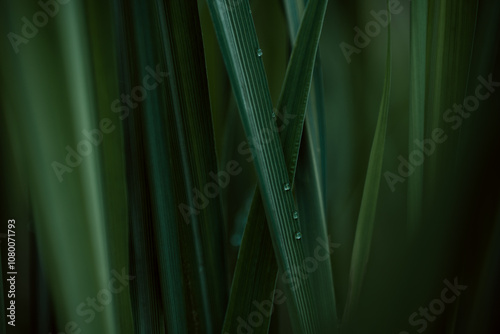 Dark green leaf texture, Natural green leaves using as nature background wallpaper or tropical leaf cover page