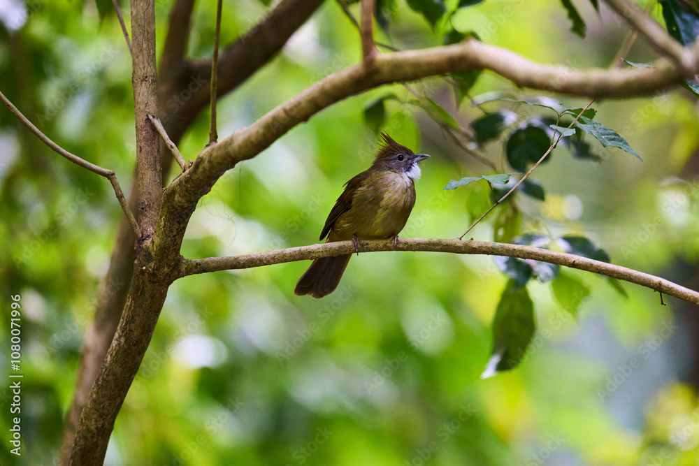 Wild birds living in the forest outdoors Wild birds living in the forest outdoors