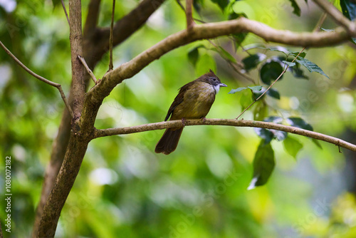 Wild birds living in the forest outdoors