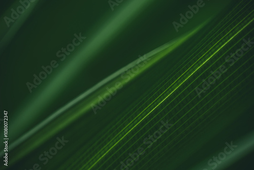 Dark green leaf texture, Natural green leaves using as nature background wallpaper or tropical leaf cover page